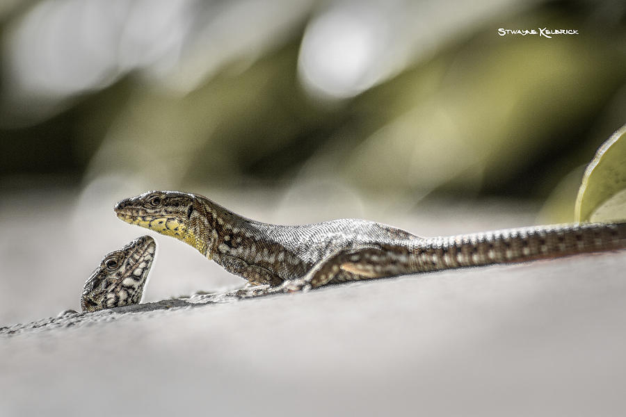 Coronavirus Photograph - The charming lizards by Stwayne Keubrick Coronavirus Photograph - The charming lizards by Stwayne Keubrick
