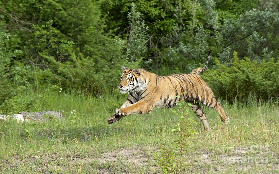 Tiger Photograph - The Chase Begins by Sandra Bronstein