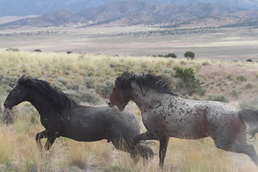 Horse Photograph - The Chase by Gene Praag Horse Photograph - The Chase by Gene Praag