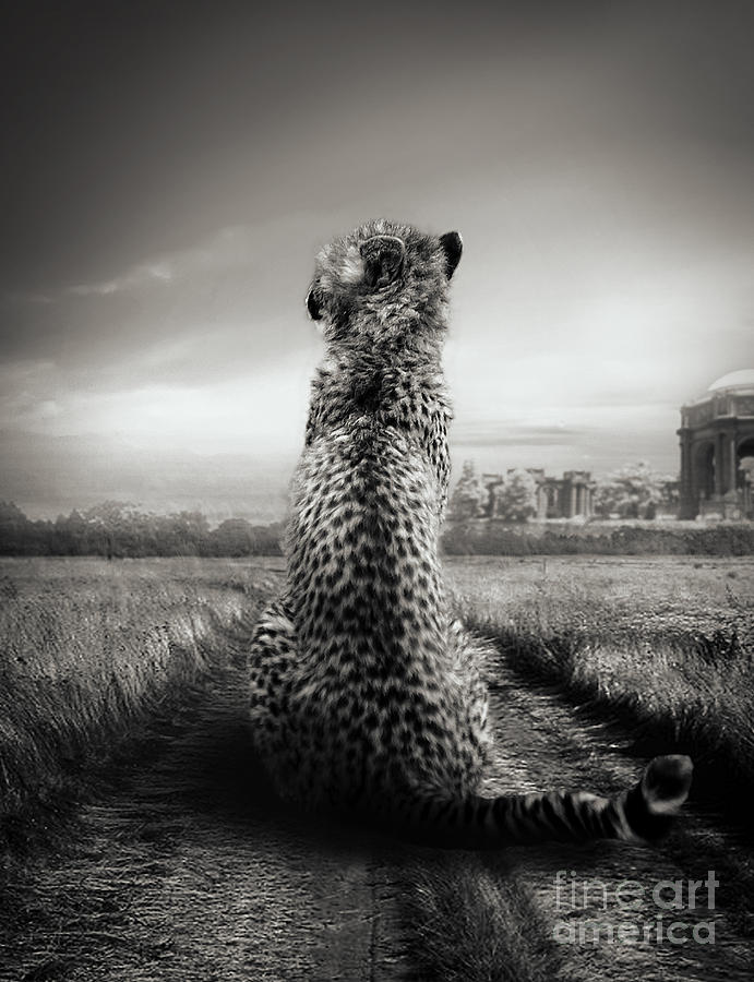 The Cheetah Photograph by Christine Sponchia