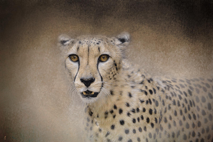 The Cheetah - Wildlife - Jai Johnson Photograph by Jai Johnson The Cheetah - Wildlife - Jai Johnson Photograph by Jai Johnson