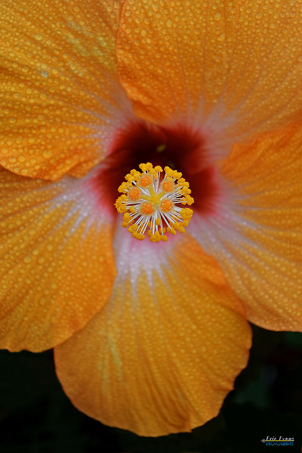 Flower Photograph - The Cherie Hibiscus by Aloha Art