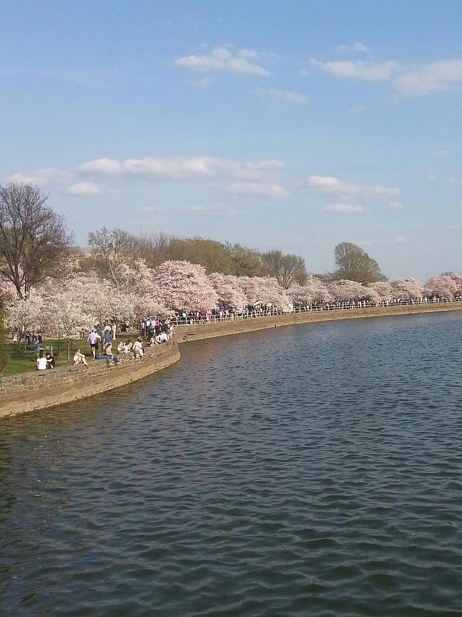The Cherry Blossom Festival in D.  C Photograph by Jeanette Rode Dybdahl