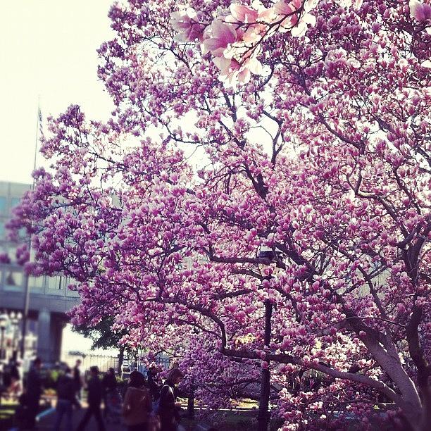 Nature Photograph - The Cherry Blossoms In Washington D.c by Adrianna Leyva-Scott