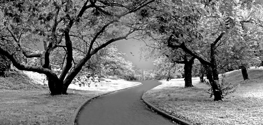 The Cherry Orchard Infrared Photograph by Jessica Jenney