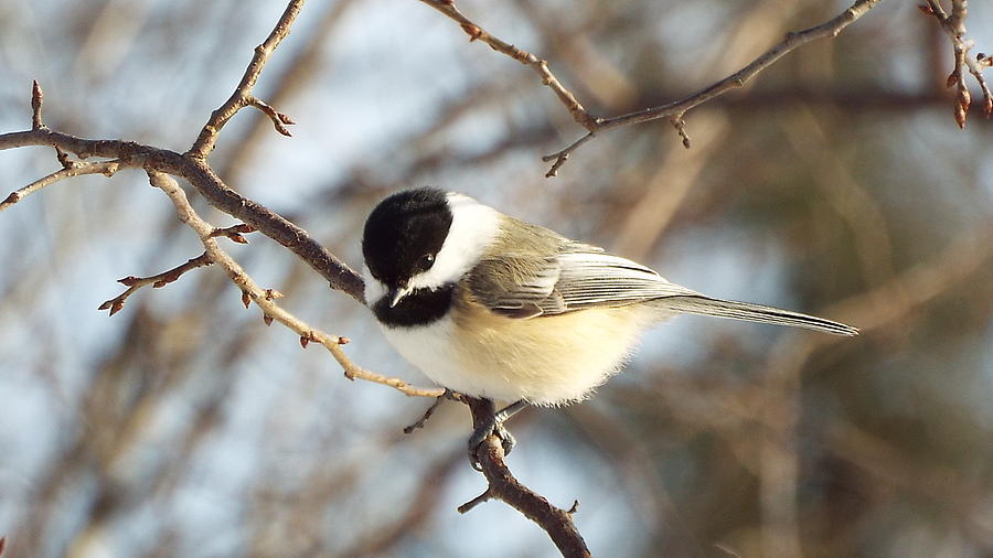 The Chickadee Look Photograph by Cheryl King - Fine Art America