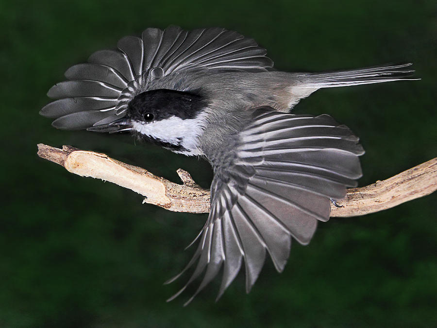 The Chickadees Seed Photograph by Theo