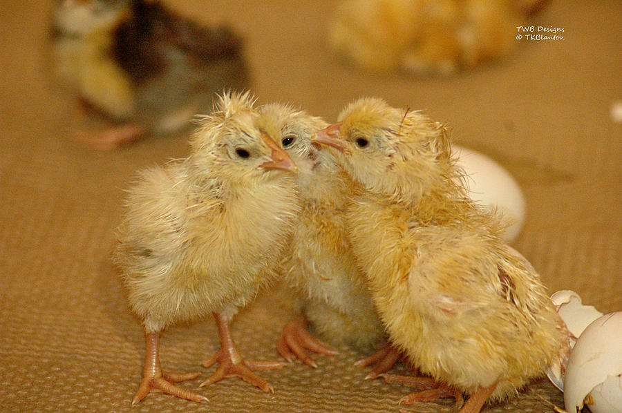 The Chicklets Photograph by Teresa Blanton