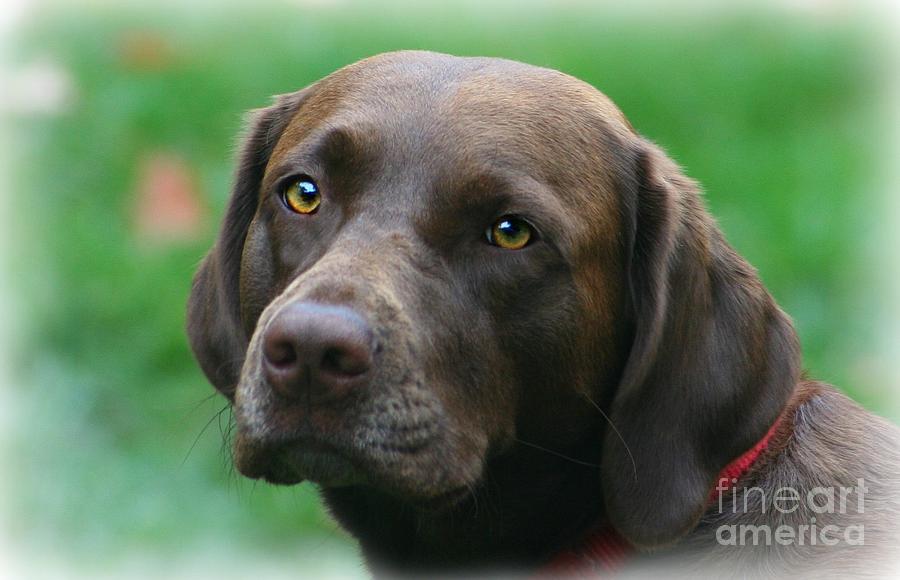 The Chocolate Lab Photograph by Barbara S Nickerson