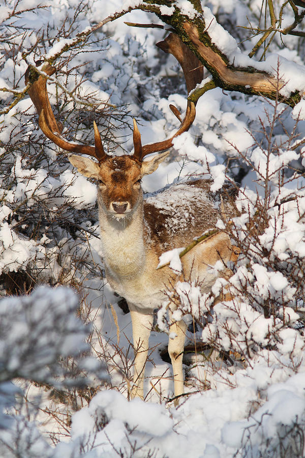 Deer Photograph - The Christmas Deer - Fallow Deer in the Snow by Roeselien Raimond