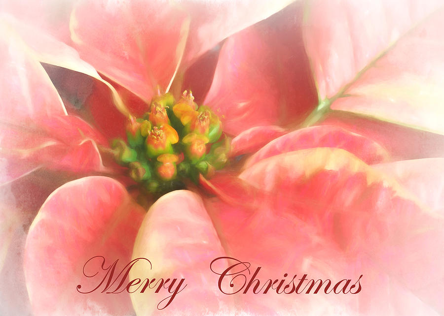 The Christmas Flower II Photograph by David and Carol Kelly