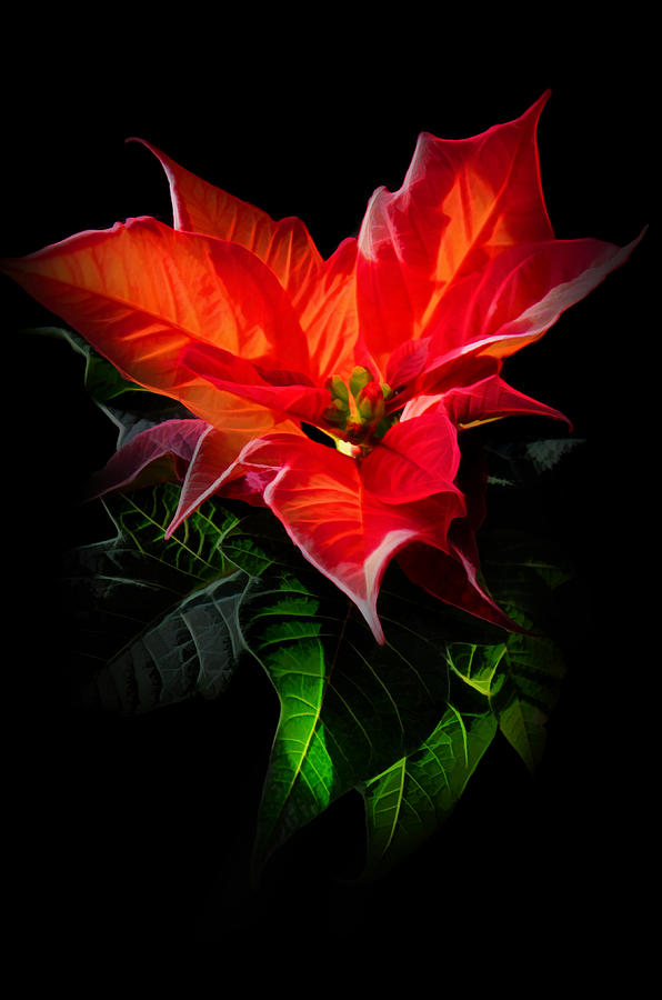 Christmas Digital Art - The Christmas Flower - Poinsettia by Gynt  