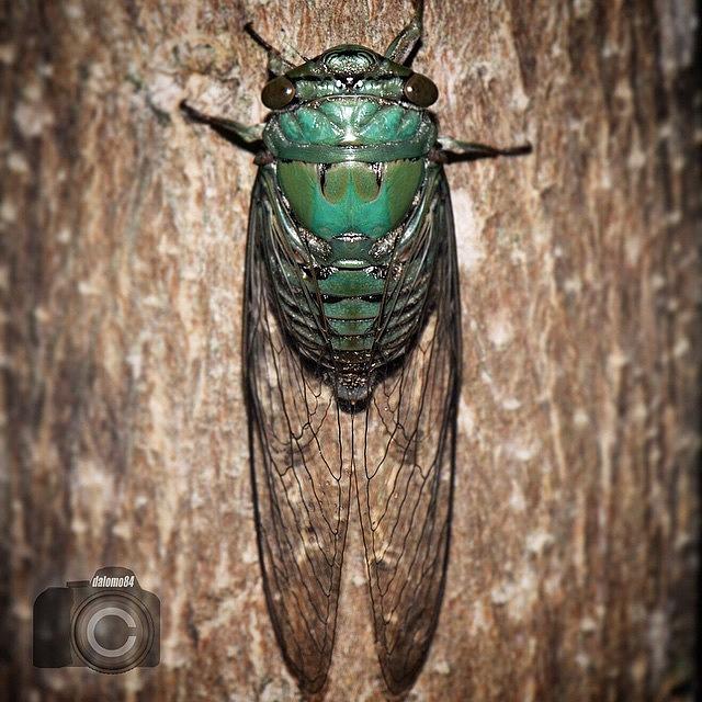 The Cicada #animalsbydl Photograph by David Lopez