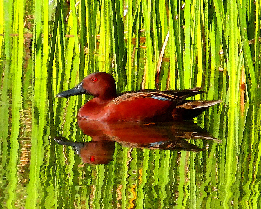 The Cinnamon Teal Photograph by Timothy Bulone