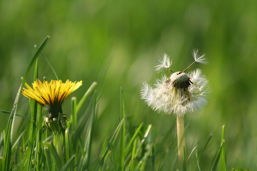  A Weed or A Wish Dandelion Photograph by Valerie Collins