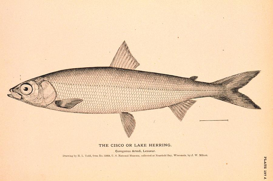 The Cisco or Lake Herring Drawing by Brian Long - Fine Art America