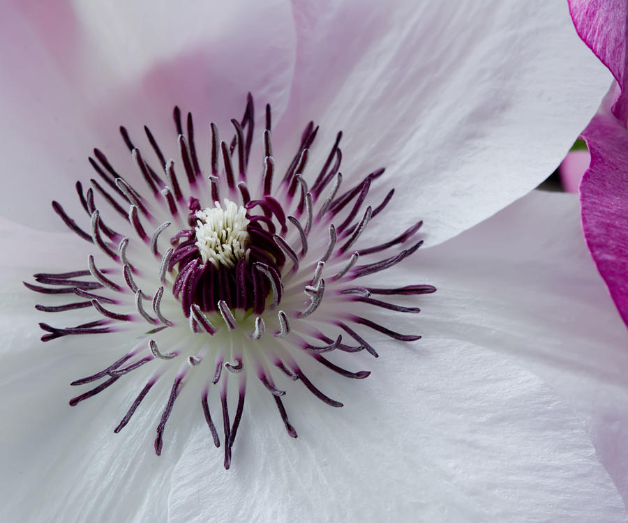 Clematis Flower Photograph - The Clematis Flower by Randall Branham
