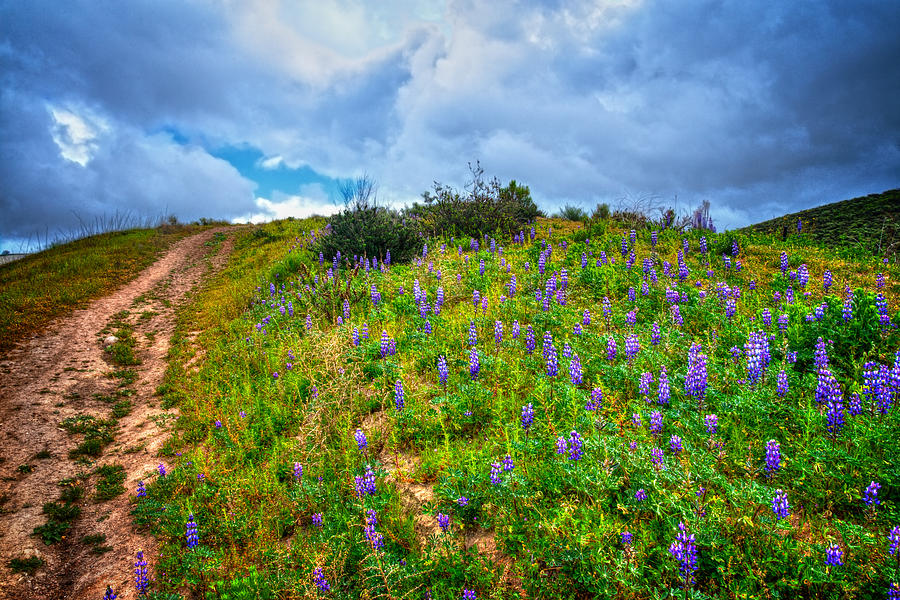 Spring Photograph - The Climb Up Lupine Hill by Lynn Bauer
