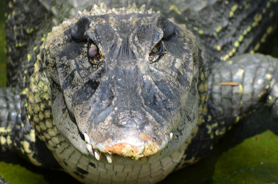 Alligator Photograph - The close up by Anton Joseph
