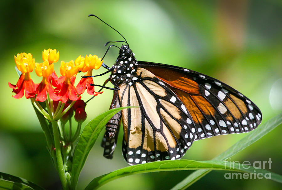 The Close Up Photograph by Linda Arnado - Fine Art America