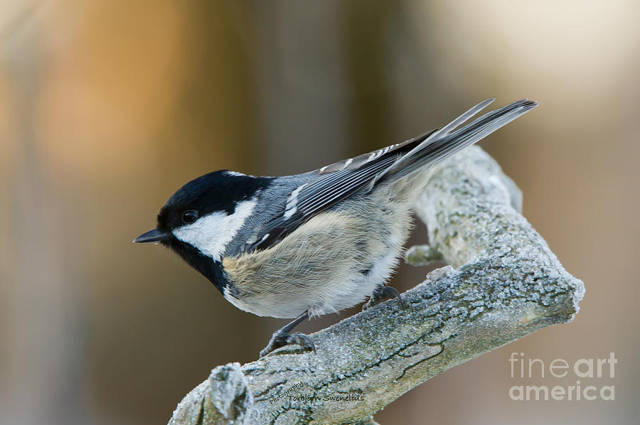 The Coal Tit Photograph by Torbjorn Swenelius
