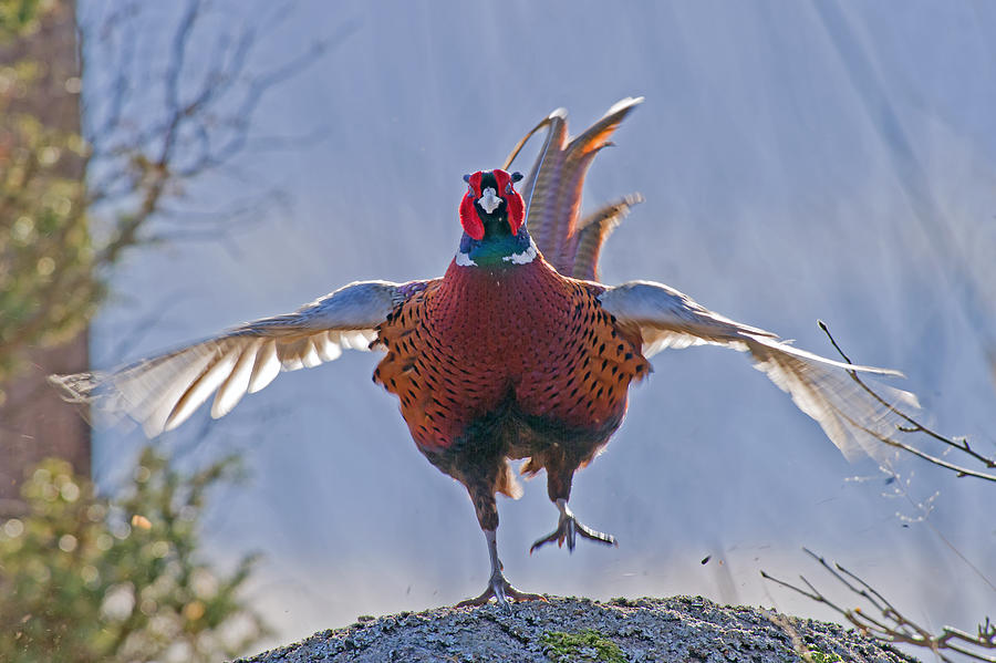 The Cock Pheasant in action Photograph by Torbjorn Swenelius
