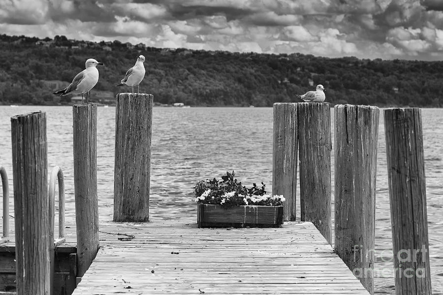 Gossiping Gulls Photograph by Michele Steffey