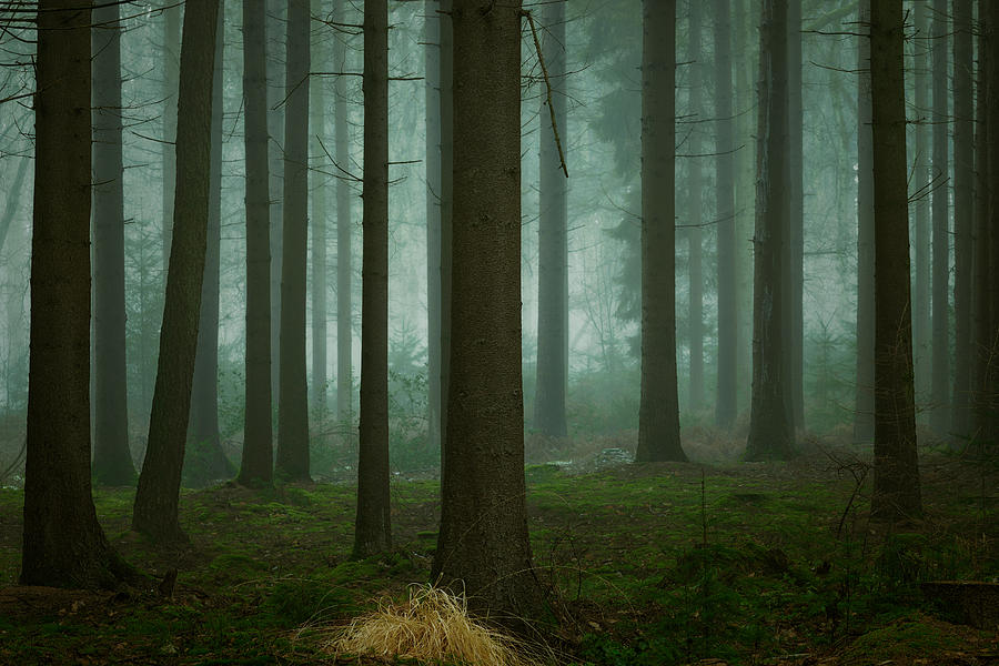 Tree Photograph - The Cold, Dark Days Of Winter by Ellen Borggreve