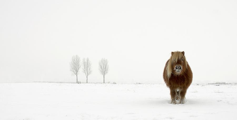 The Cold Pony Photograph by Gert Van Den