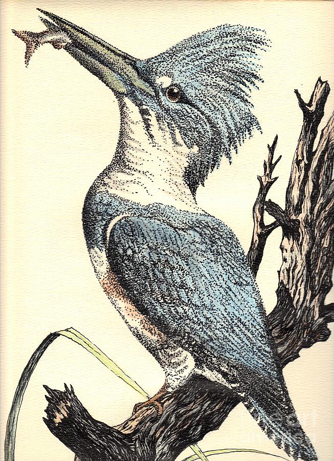 The Collared Kingfisher Drawing by Carol Wisniewski