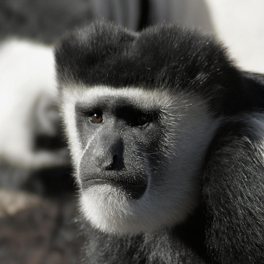 The Colobus Monkey Photograph by Ernest Echols