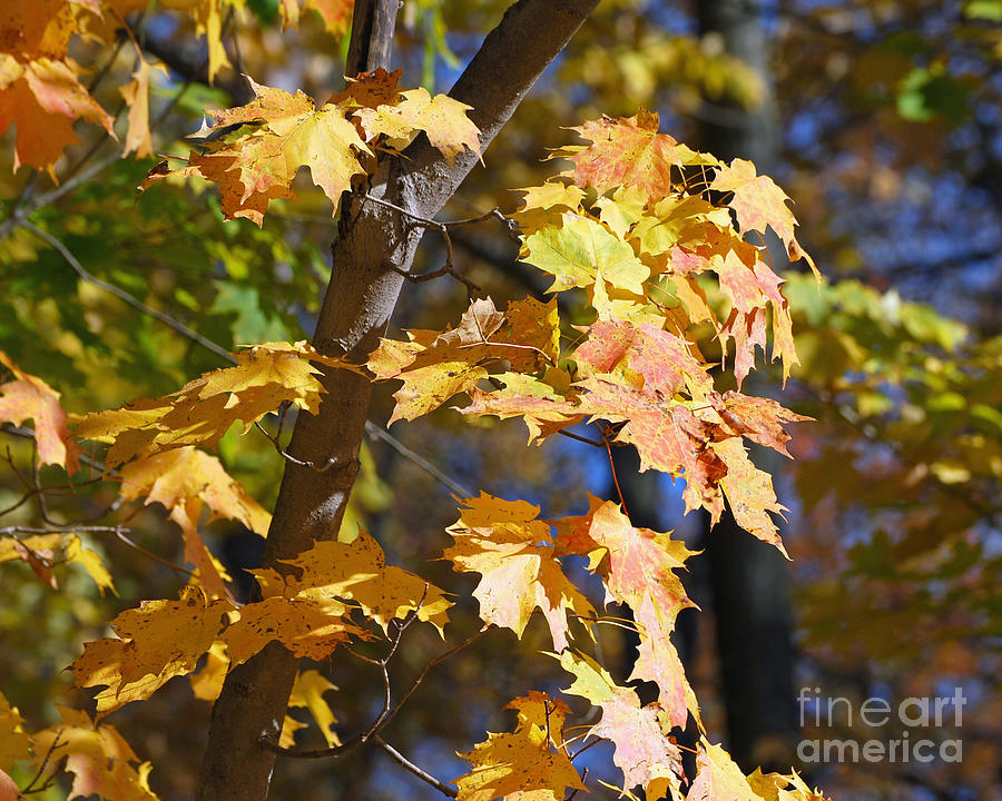 Fall Photograph - The Color of Fall by Lila Fisher-Wenzel