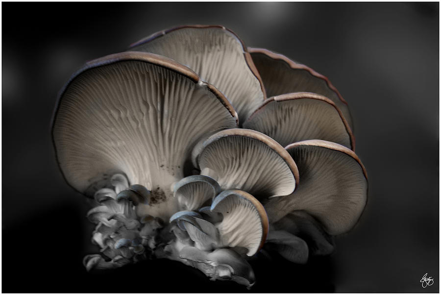 Painted Fungus by Wayne King Painted Fungus by Wayne King
