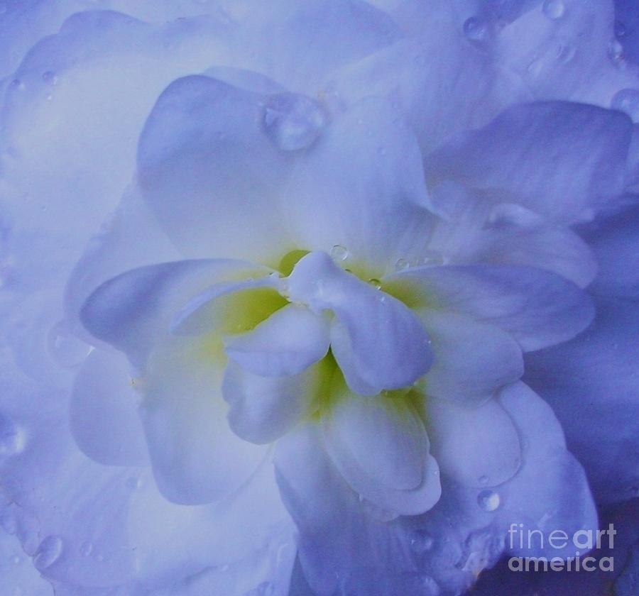 Nature Photograph - The Color of Rain by Sharon Ackley