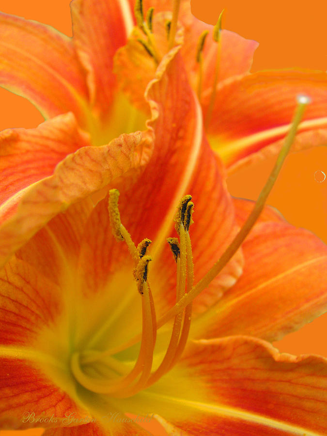 The Color Orange - Daylily Art and Photography - Daylily Macro ...
