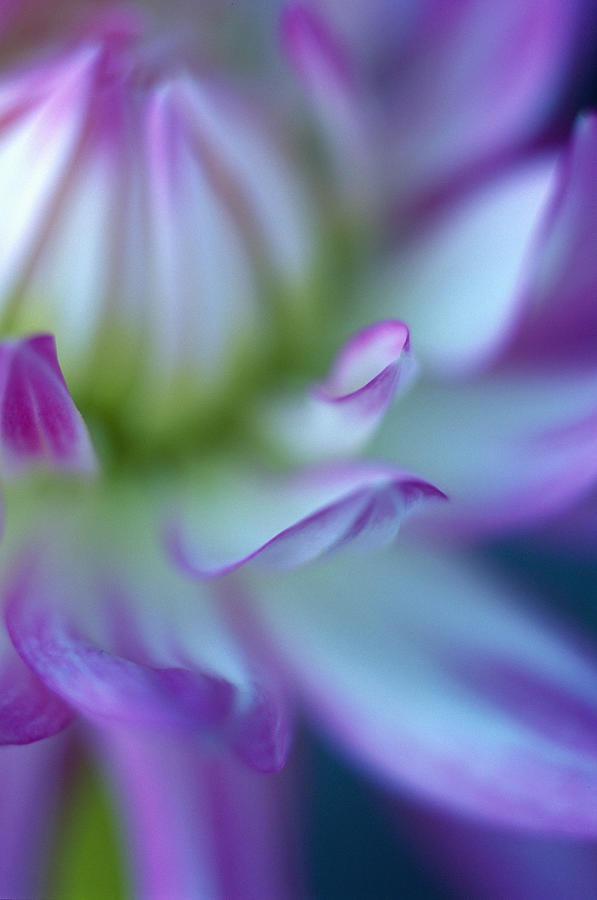 Flower Photograph - The Color Purple by Kathy Yates