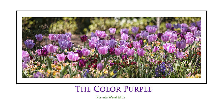 The Color Purple Photograph