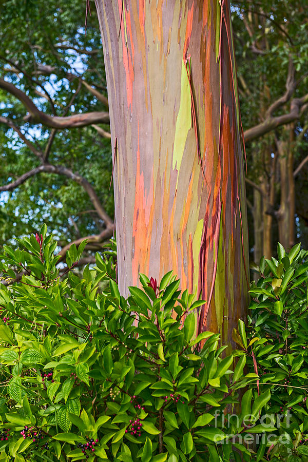 Tree Photograph - The colorful and magical Rainbow Eucalyptus tree. by Jamie Pham