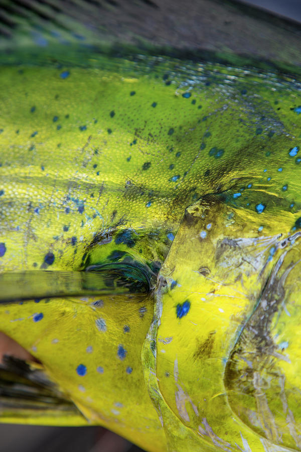 The Colors Of A Mahimahi Caught Photograph by Jess McGlothlin Media