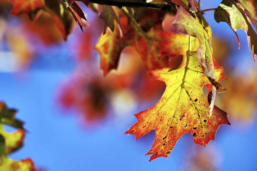 The Colors of Autumn Photograph by Jason Politte