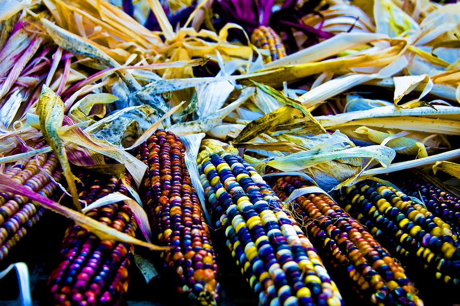 The Colors of Corn Photograph by Larry Goss