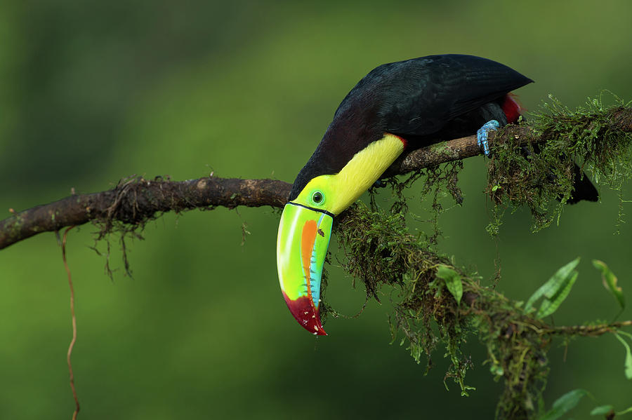 Nature Photograph - The Colors Of Costa Rica by Fabio Ferretto