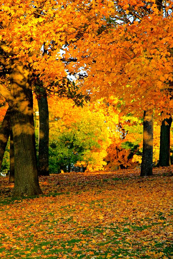 The Colors of Fall Photograph by Debbie Nobile - Fine Art America