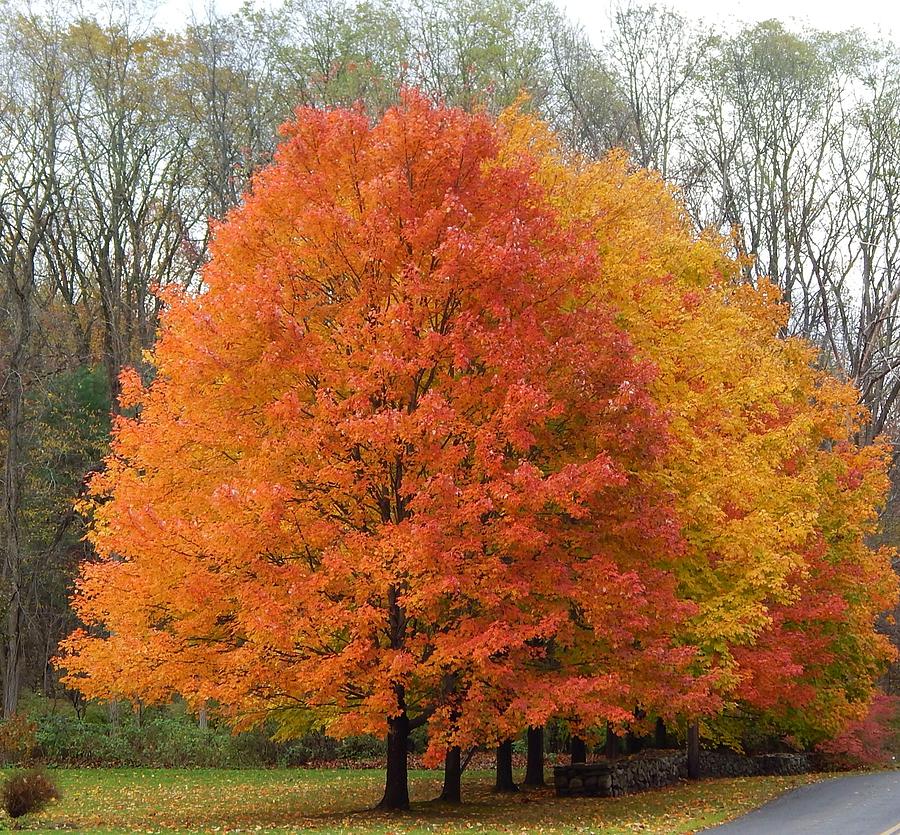 Tree Photograph - The colors of fall by Judy Genovese