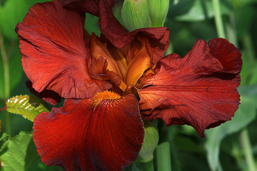 The Colors of Iris 2 Photograph by Donna Kennedy
