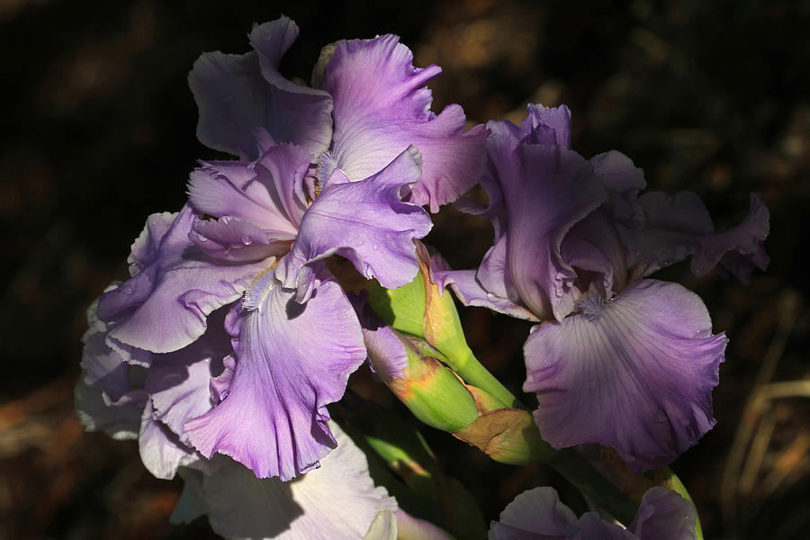 The Colors of Iris Photograph by Donna Kennedy