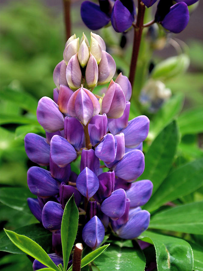 Lupin Photograph - The Colors of Lupine by Rona Black