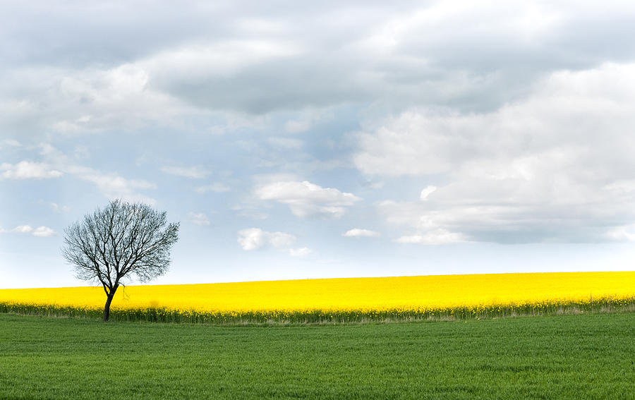 Landscape Photograph - The colors of Spring by Mike Santis
