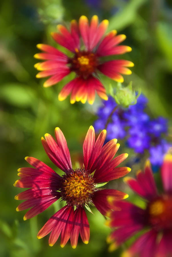 Flower Photograph - The Colors of Summer  by Saija Lehtonen