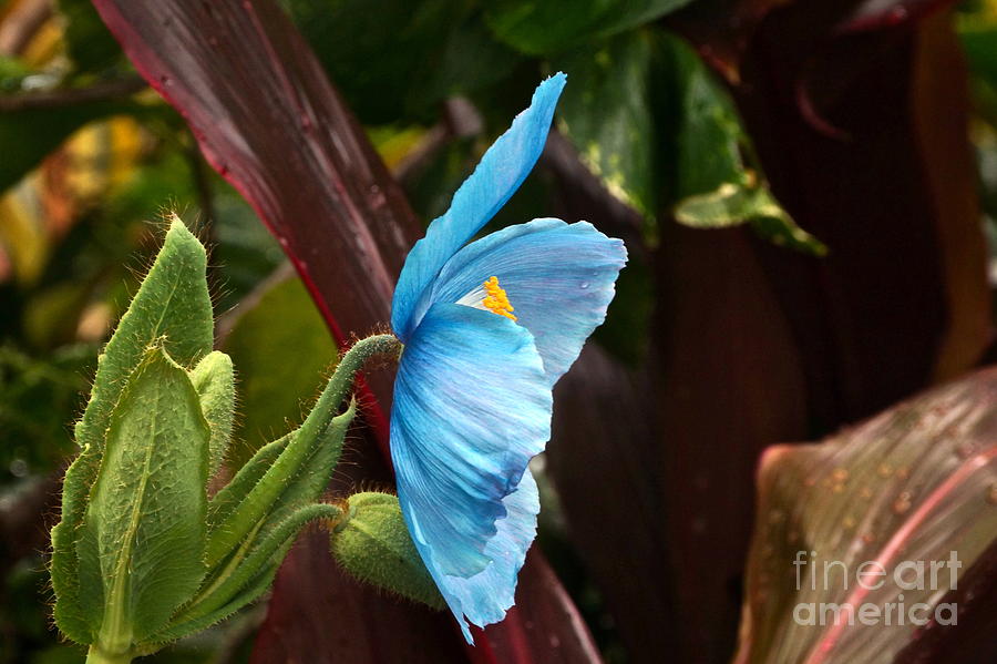 Meconopsis Photograph - The Colors Of The Himalayan Blue Poppy by Byron Varvarigos